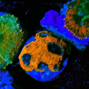 Meet your Posher, Logan